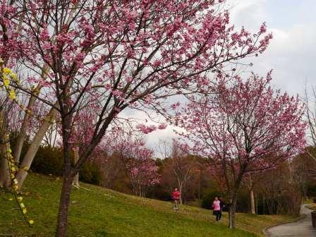 P1060577（桜）.jpg