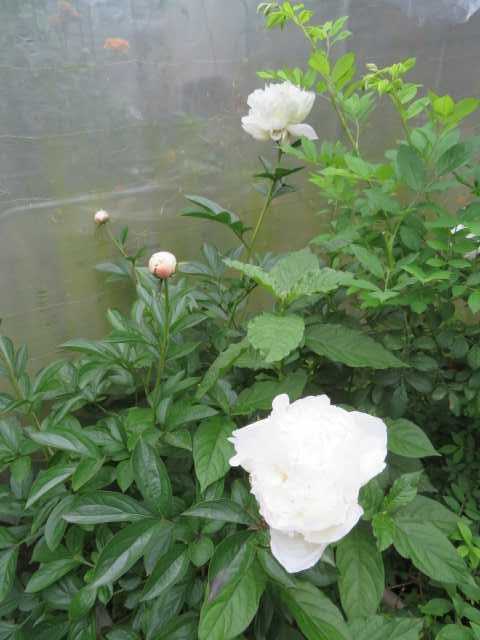 艸 これから重宝する品物到着 ツルバラの最高な時 開花してきたアジサイ ばぁばの薔薇の花園 楽天ブログ