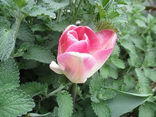 IMG_9289ss.jpg