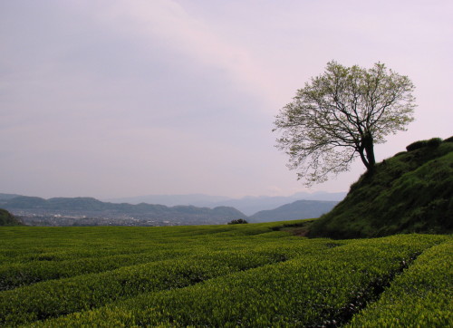 茶畑.jpg