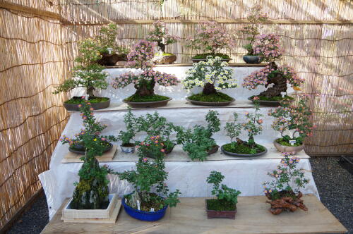 亀戸天神社 菊まつり