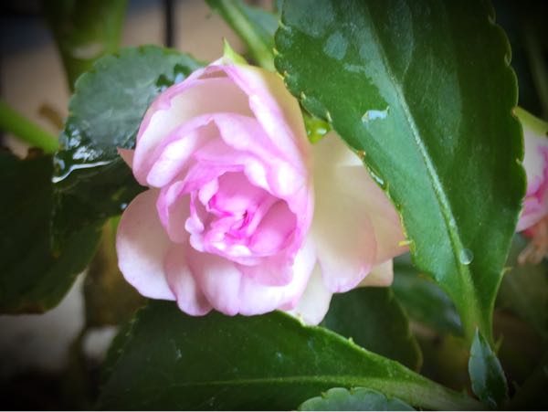 rblog-20160531164123-01.jpg