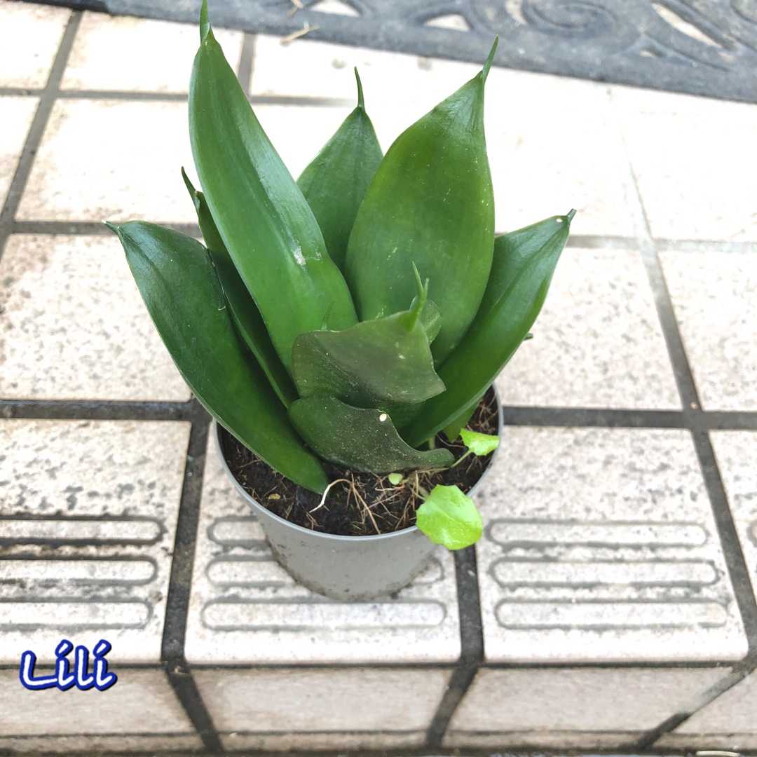 サンスベリア 私と花と猫もろもろ 楽天ブログ
