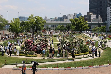 中之島公園のバラ園