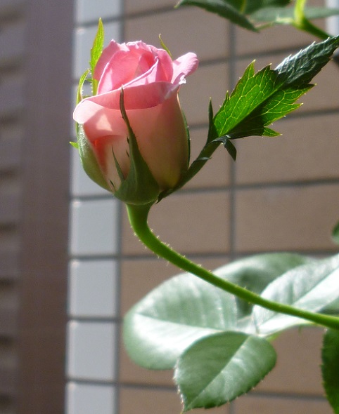 P1240205画像2.jpg