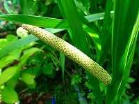 ５月１６日の誕生花 カンパニュラ メディウムの花言葉 幸せに感謝 初夏の風に揺れて うるさい フウリンソウ 風鈴草 弥生おばさんのガーデニングノート 花と緑の365日 楽天ブログ