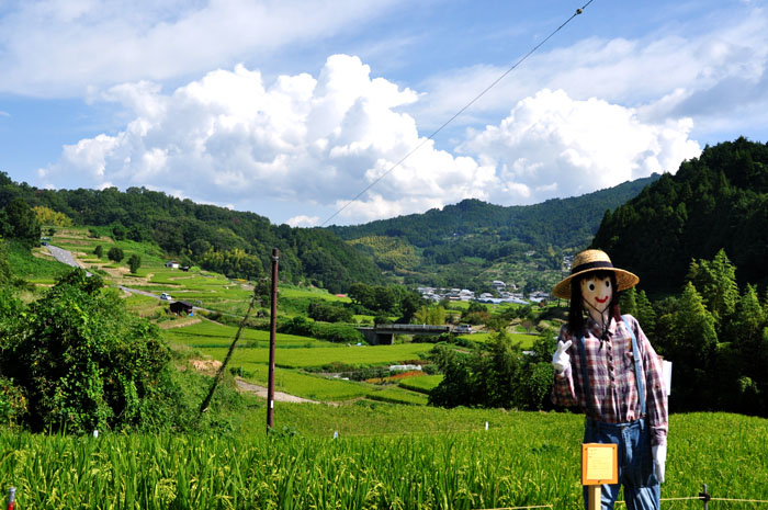 田圃２