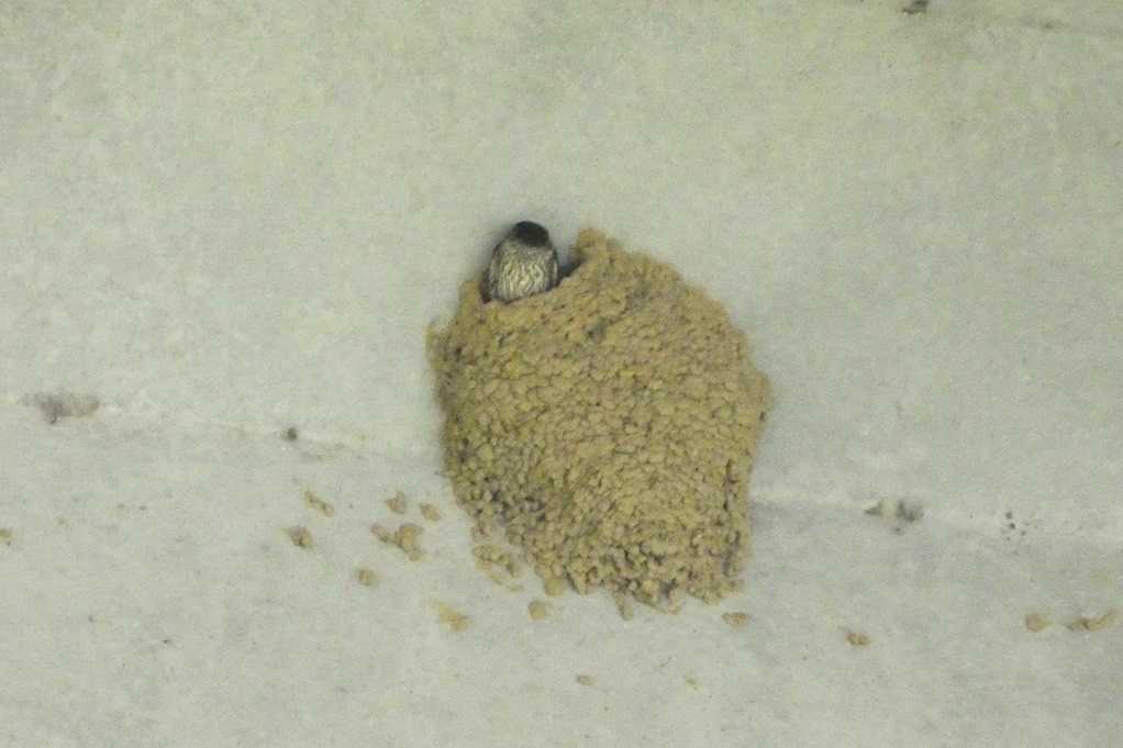 515