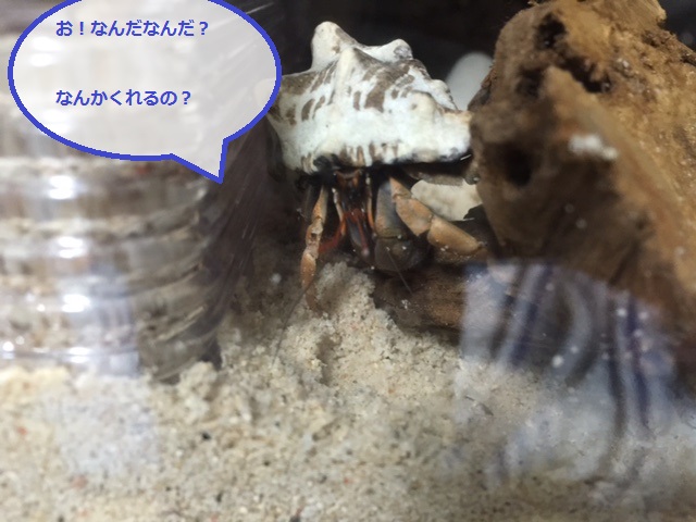 狭いとこが好きなベス.jpg