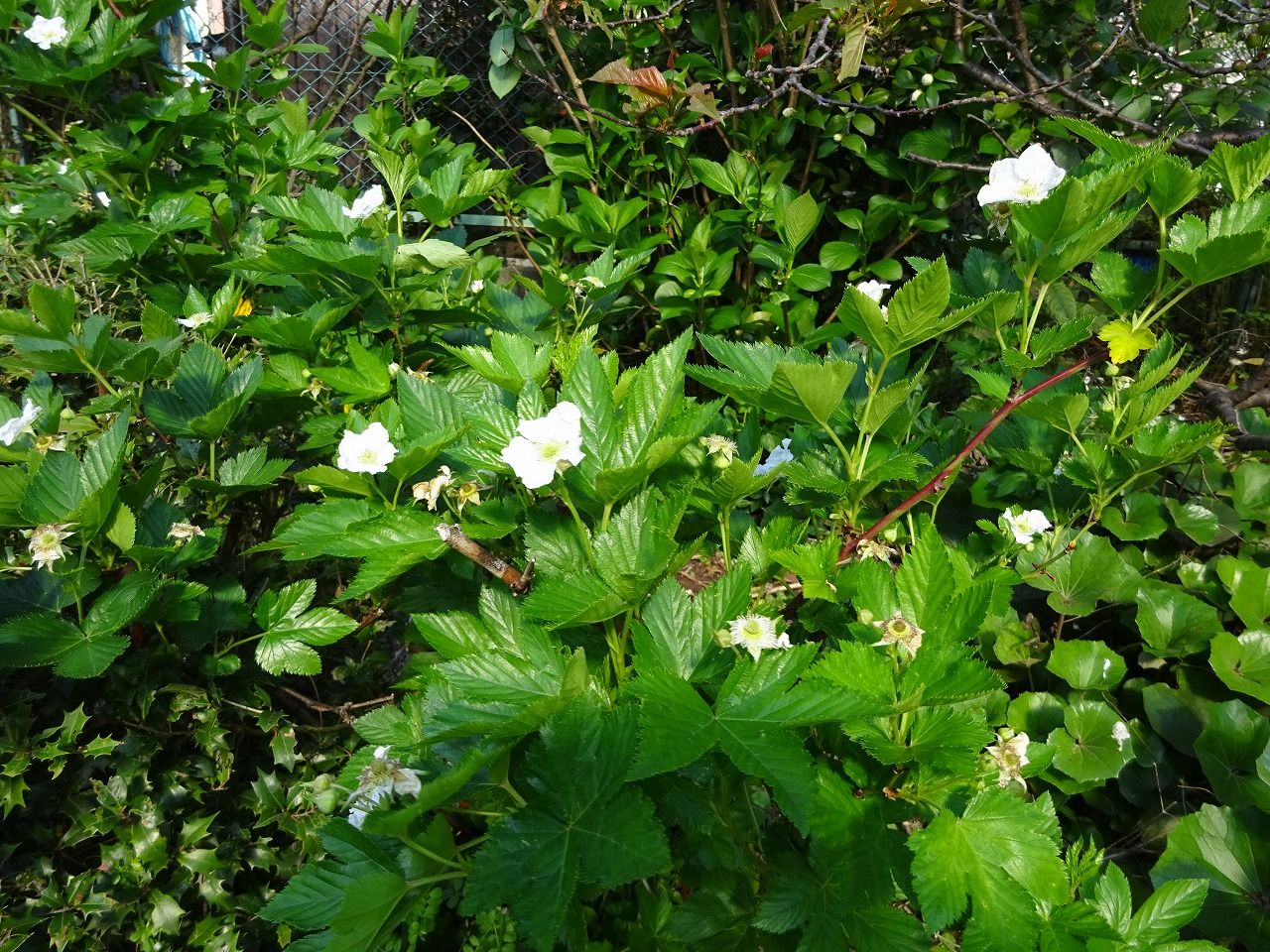 ４月６日 今日の一花 ラズベリー 木苺 Gazengamaのブログ 散歩中に出合った花と趣味の陶芸作品 楽天ブログ