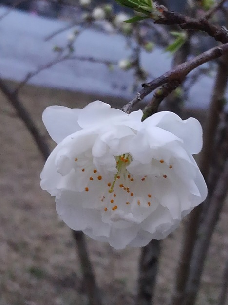 さくらかしら