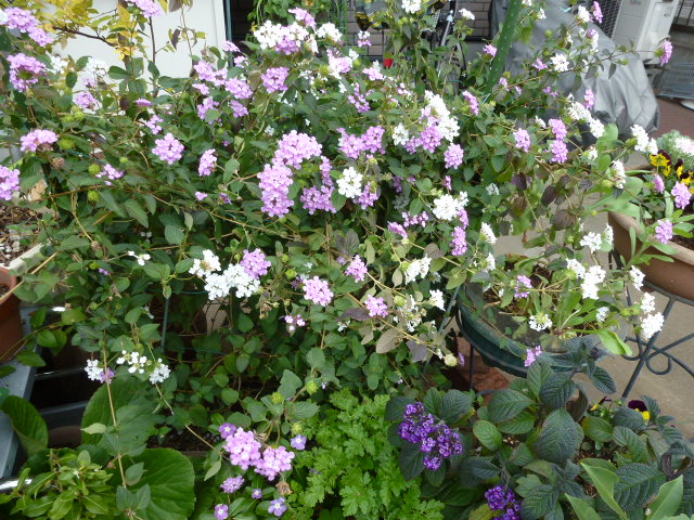 小葉のランタナ ピンクと白 ヘリオトロープ 菊 赤 写真あり 私の好きな花 楽天ブログ