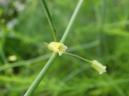 アスパラの花