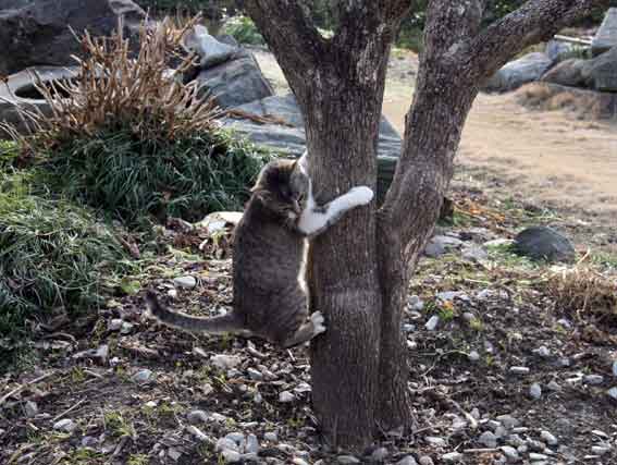 我が家のニャンコ♪2013/1/24-3