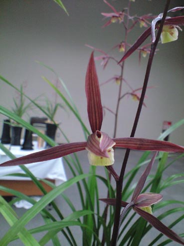 CA391849.jpg赤花.jpg