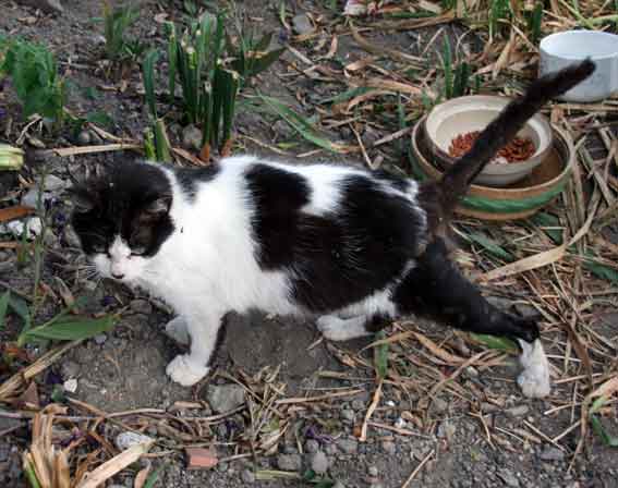 我が家のニャンコ♪2013/5/31-3