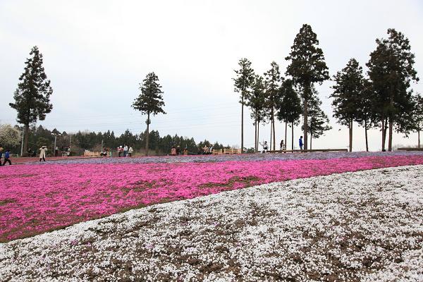 芝桜２.jpg