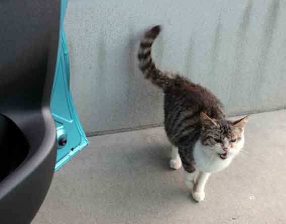 我が家のニャンコ♪2013/12/18-2