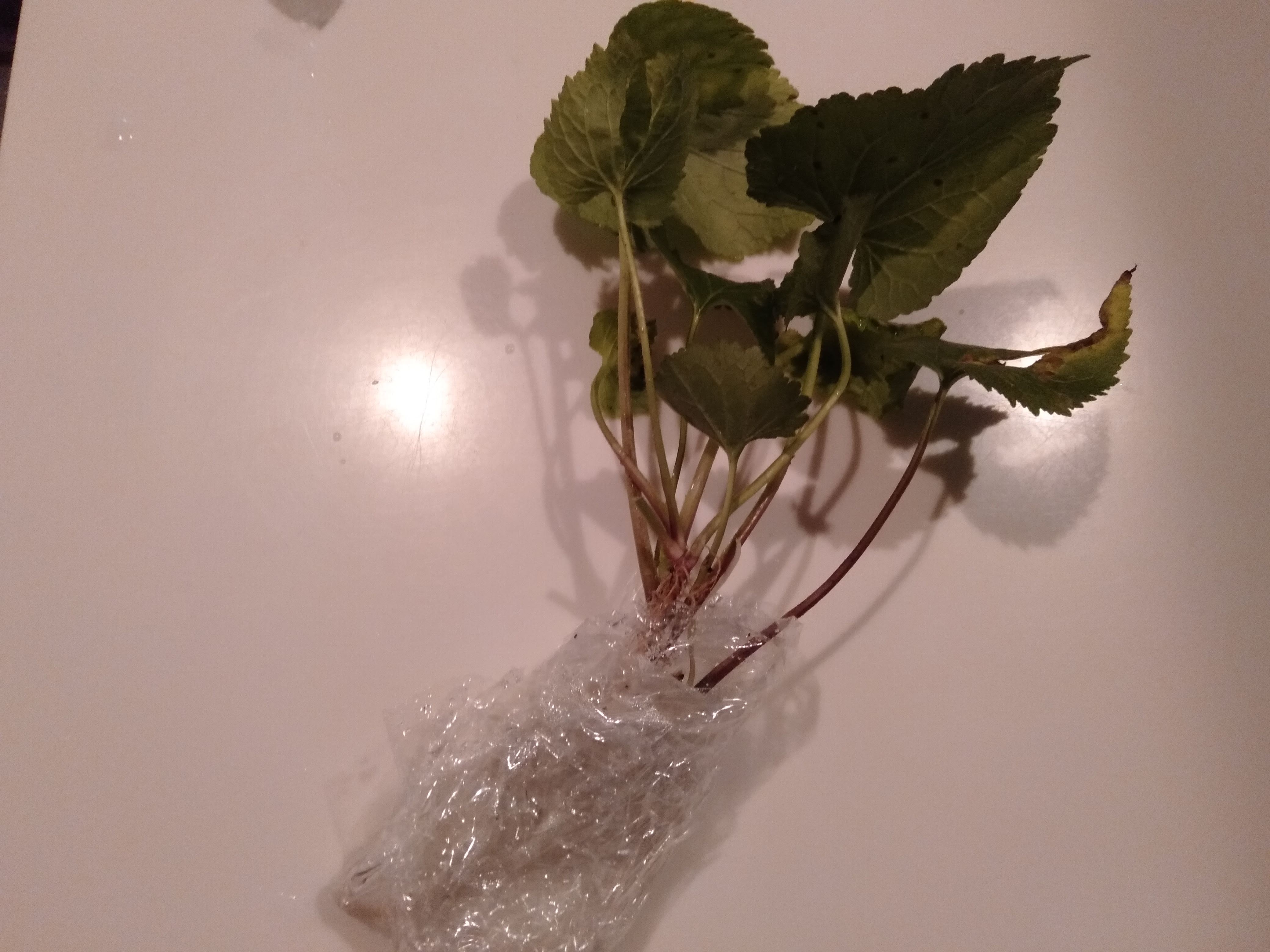 ホタルブクロに再度挑戦 一番の敵は アネモネ別館 楽天ブログ