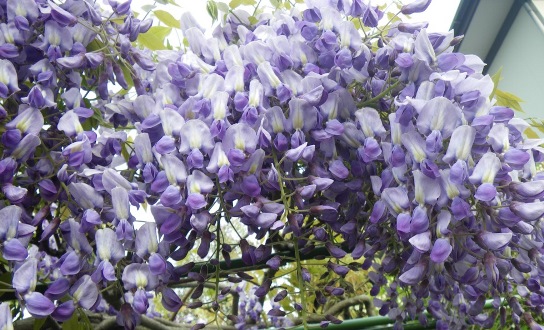 藤の花