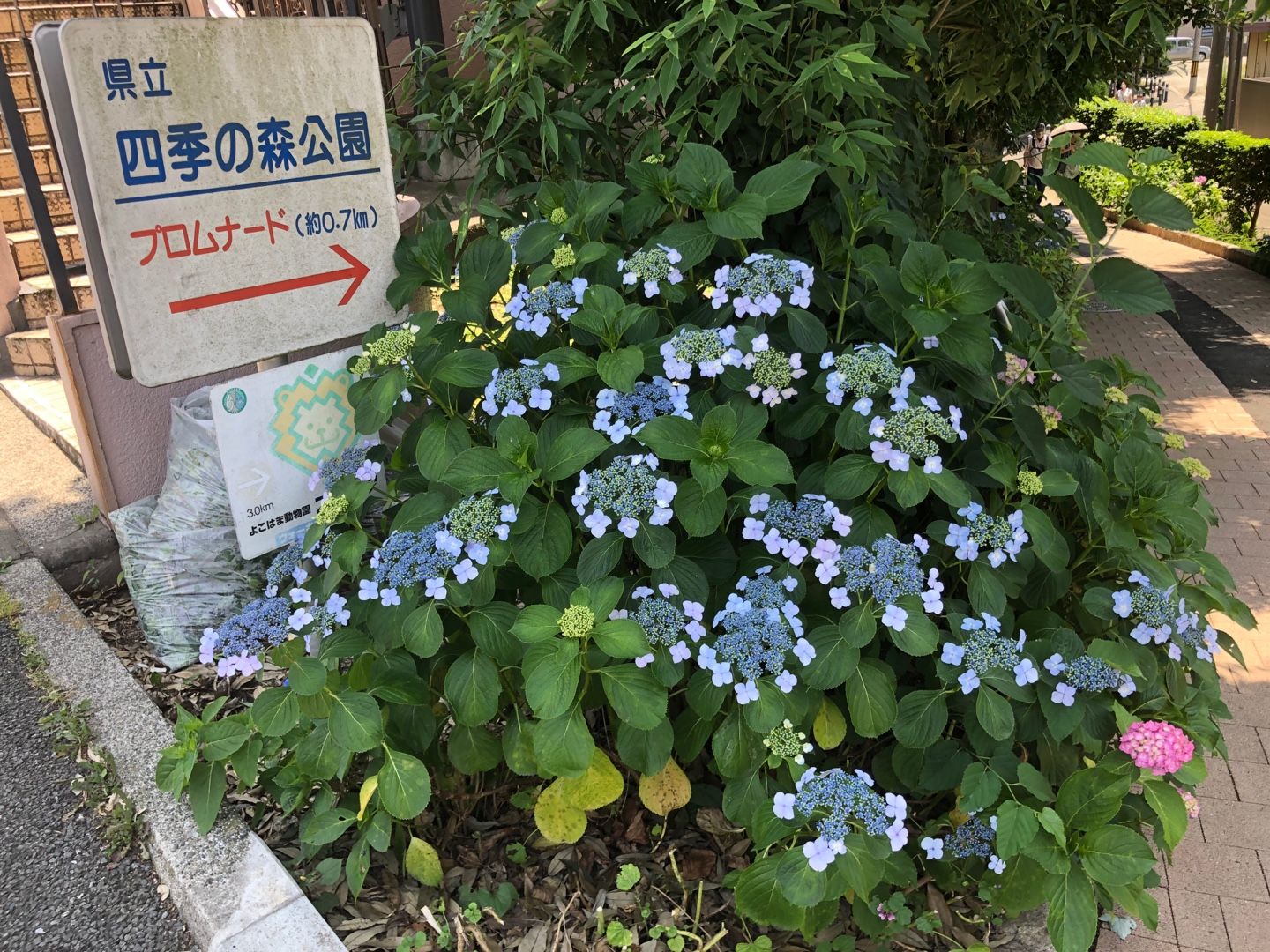 県立四季の森公園までランニング | カスタードのときたまダイアリー - 楽天ブログ