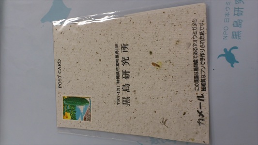 ウミガメ葉書_R.JPG