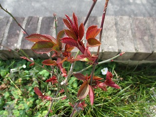 IMG_8951ss.jpg