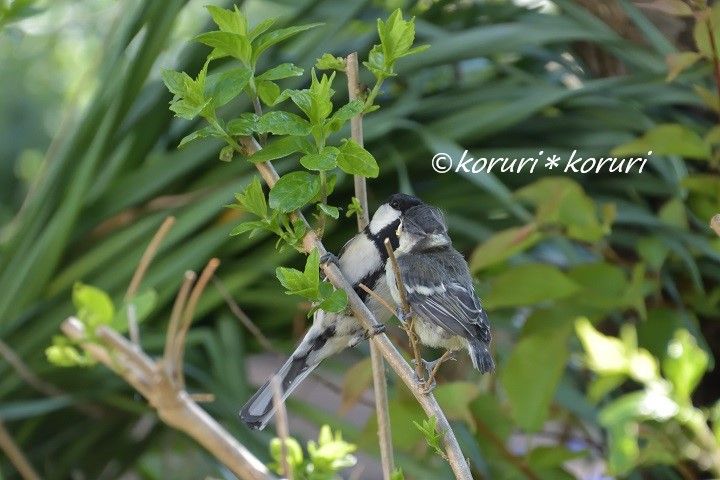 ドキュメント シジュウカラの雛 末娘のハラハラの巣立ち 花と野鳥と 時々寄り道 楽天ブログ