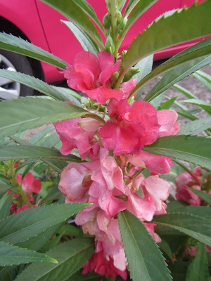 花８.jpg