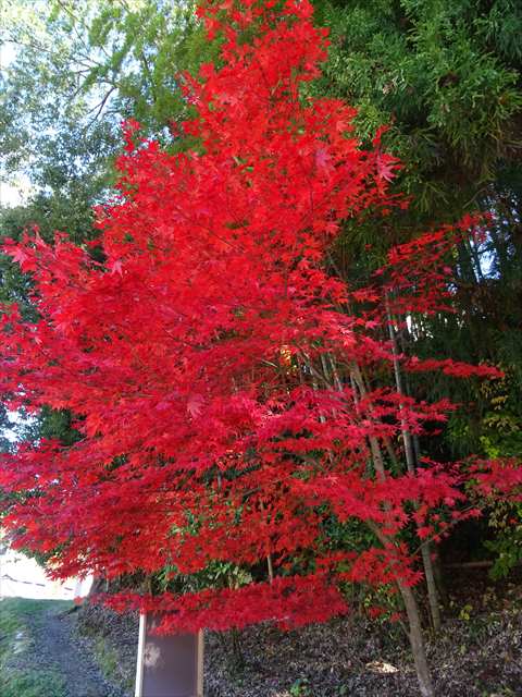 DSC08561_R.JPG