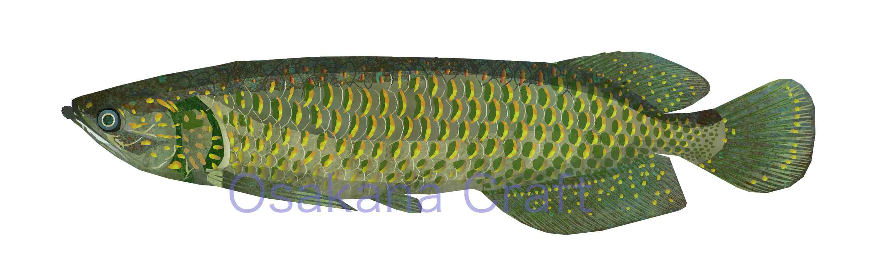 アロワナ Arowana | Osakana Craft イラスト熱帯魚図鑑 - 楽天ブログ