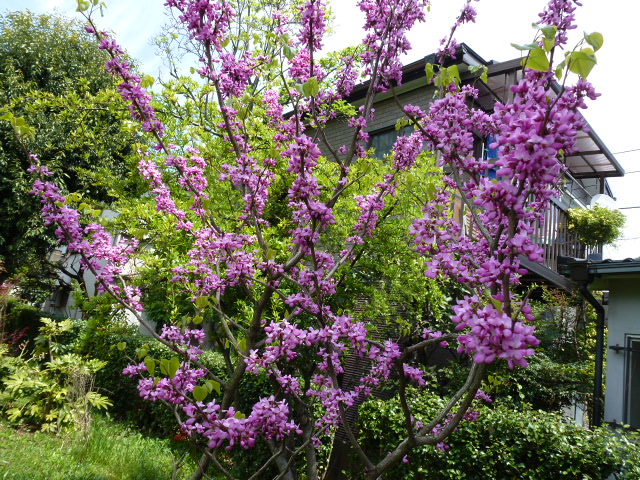 858 別の木蘇芳