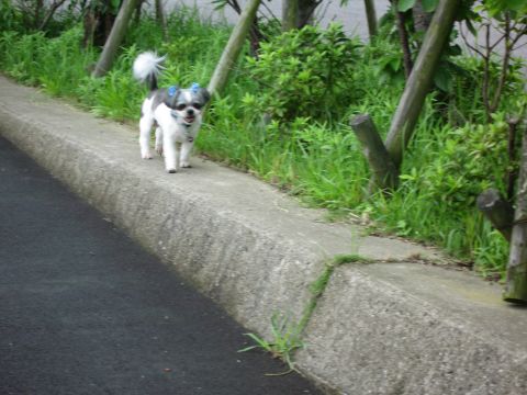 タッチンの散歩