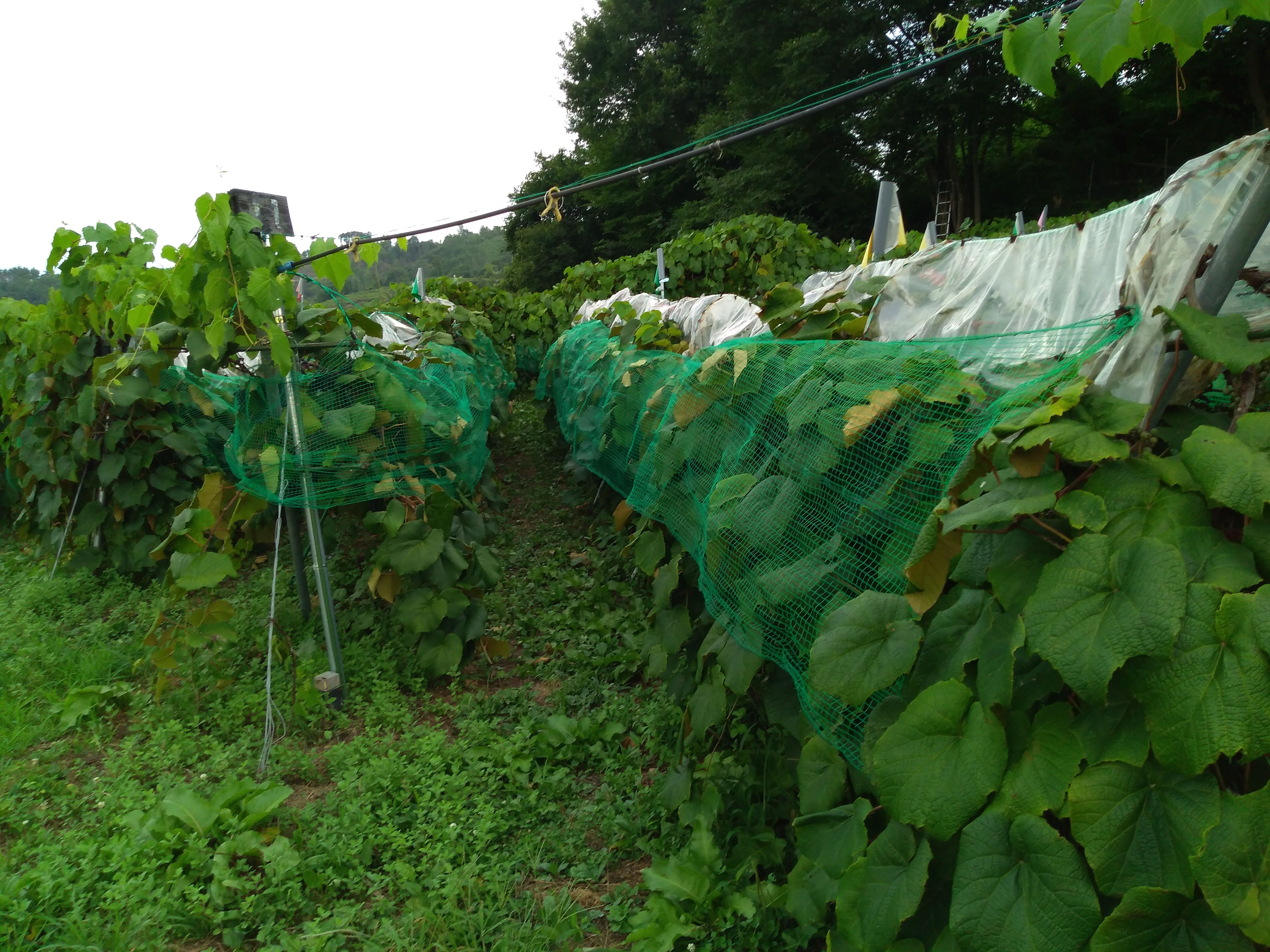 山ぶどう園報告 獣害 鹿 が出始めたので 垣根にネット張ってます 信州スローライフ 山ぶどう栽培 山ぶどう園 ａｕｄｒｅｙ ｆａｒｍ 楽天ブログ