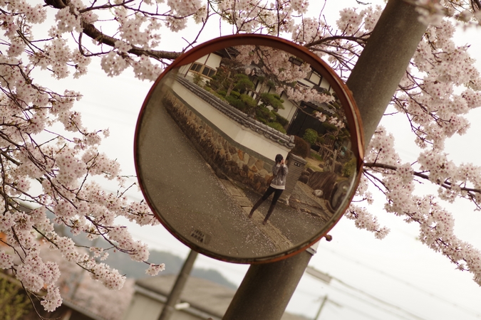 桜１２