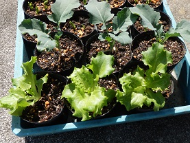 140409ブロッコリーとリーフレタス