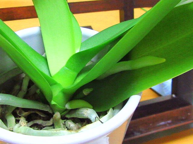 ミニ胡蝶蘭 紫式部が届いた いろいろ ー かにゃかにゃガーデン 楽天ブログ