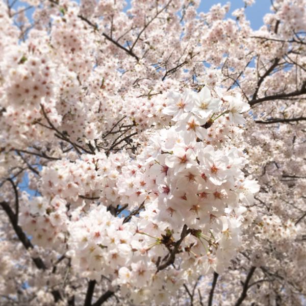 rblog-20160410211522-00.jpg