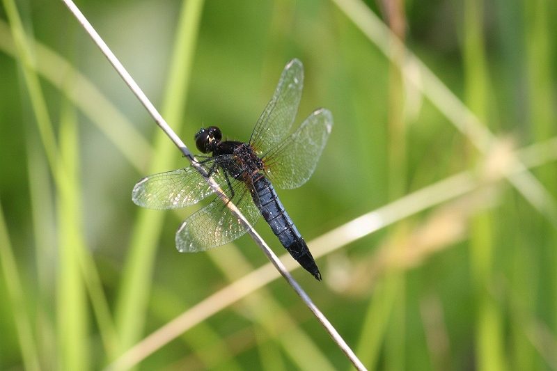 IMG_2052 (800x533).jpg