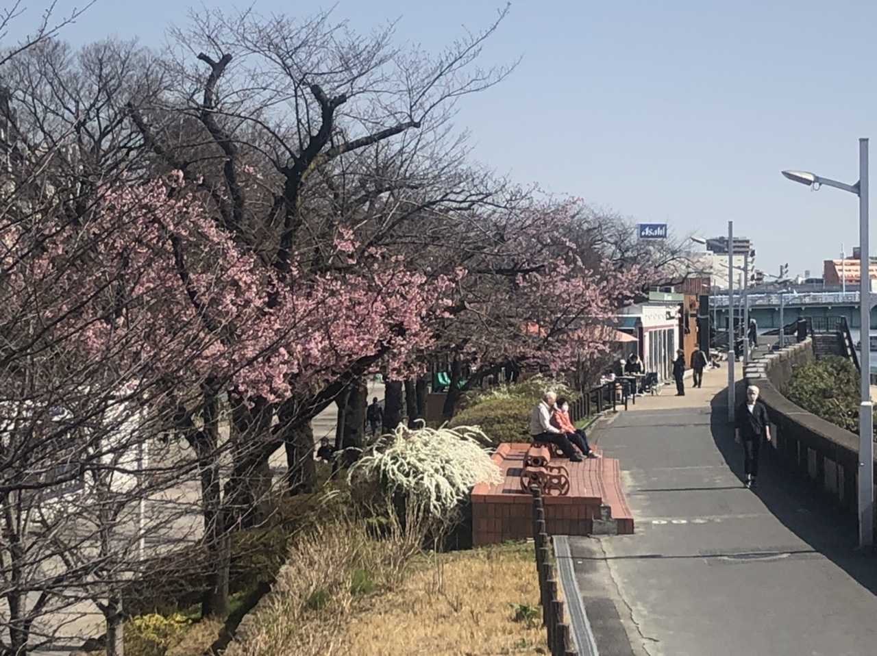 街角スケッチ】隅田公園の早咲きの桜  みゃあみゃあのトーク＆トーク 