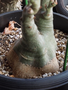 グラウカ2-27ｰ1