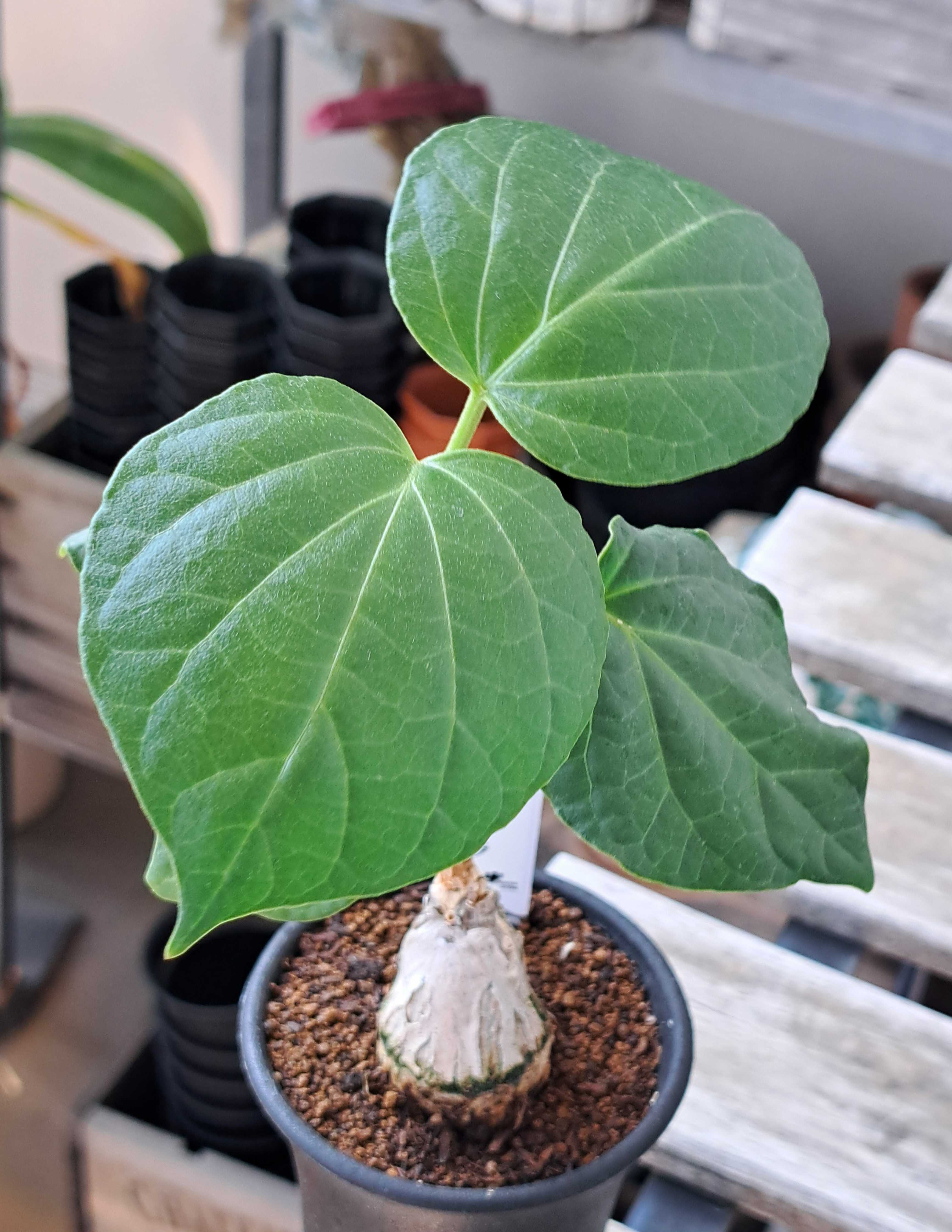 マテレア・シクロフィラを買ったぞ！ | デルオの多肉日記 - 楽天ブログ