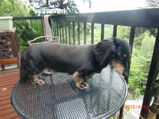 クーの衣替え 006.jpg