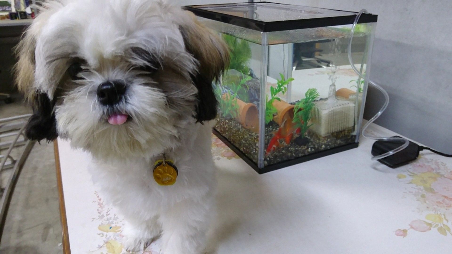 シーズー犬まる君 と水槽の金魚 さん くんちゃん日記 楽天ブログ