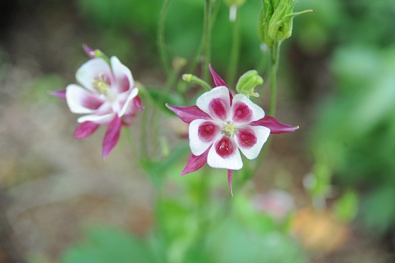 2013.5.24 043.JPG