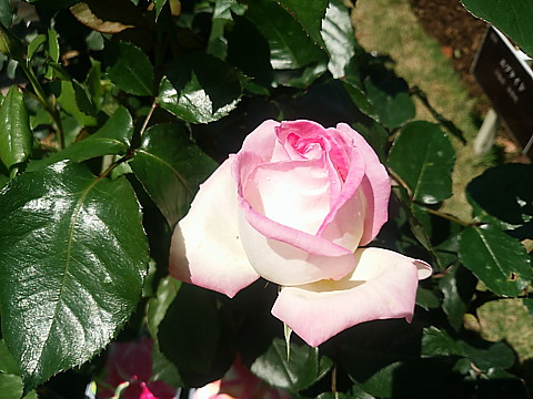 IMG_20160417_121936.jpg