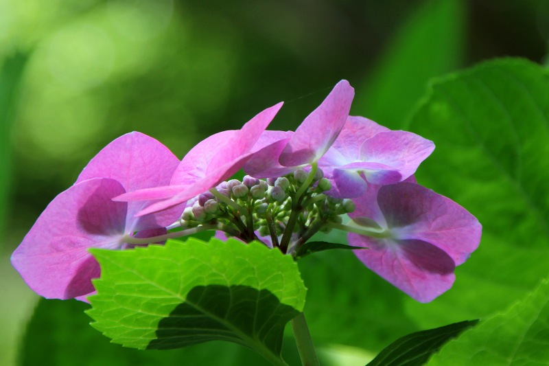 長居植物園_18-2.jpg