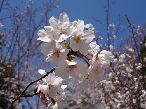 桜_2