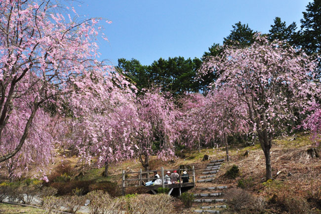 桜４