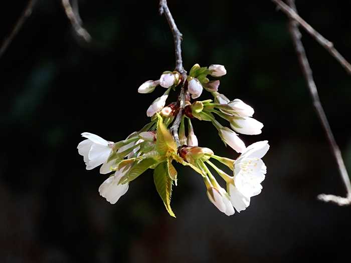 枝垂れ山桜2